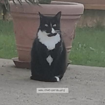 Foto 1/1 Lucky Chat perdido en Bouguenais