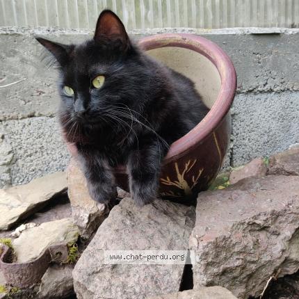 Foto 1/1 Milo Chat perdido en Saint amand villages