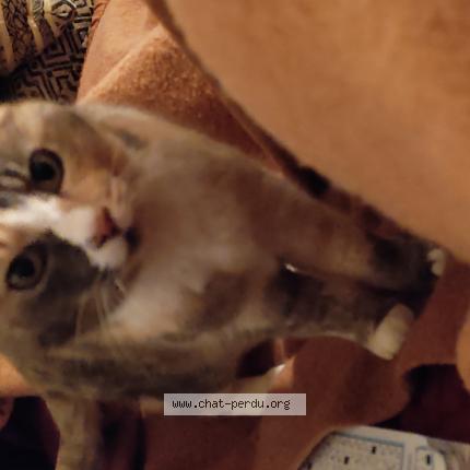 Foto 1/1 Pounette Chat perdido en Veuzain sur loire