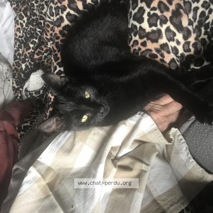 Foto 1/1 Sakou Chat perdido en Eguilles