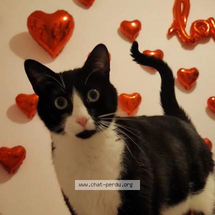 Foto 1/1 Belzé Chat perdido en Bourg en bresse