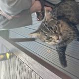 Foto de gato encontrado en Vezin Le Coquet