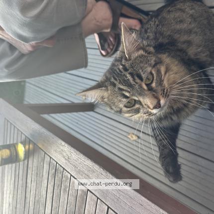 Foto 1/1 Gato encontrado Encontrado en Vezin le coquet