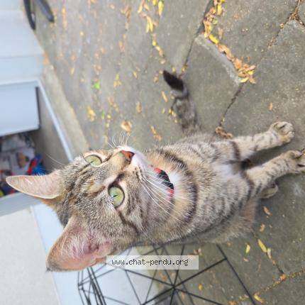 Foto 1/1 Gato encontrado Encontrado en Valenciennes