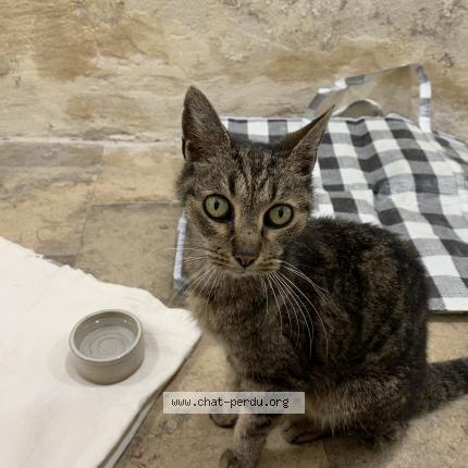 Foto 1/1 Gato encontrado Encontrado en Bordeaux