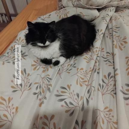 Foto 1/2 Cachou Chat perdido en St philbert de grand lieu