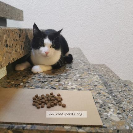 Foto 1/1 Gato encontrado Encontrado en Orbe