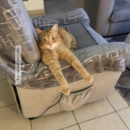 Foto 1/2 O’Maley CAFFIN Chat perdido en Ozouer le voulgis