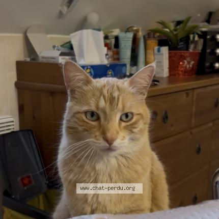 Foto 2/2 O’Maley CAFFIN Chat perdido en Ozouer le voulgis