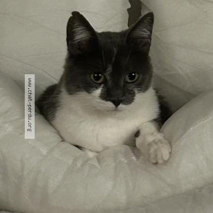 Foto 1/1 Gato encontrado Perdido en Saujon