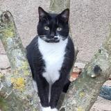 Foto del gato perdido en Saint Etienne La Varenne