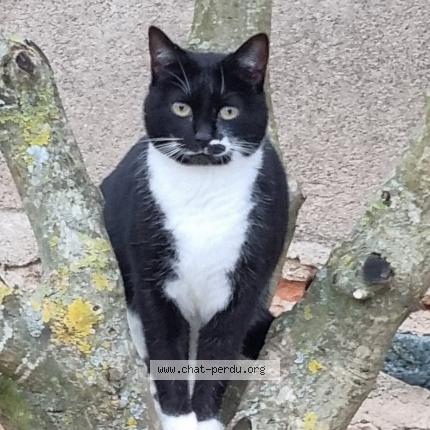 Foto 1/1 Socquette Chat perdido en Saint etienne la varenne