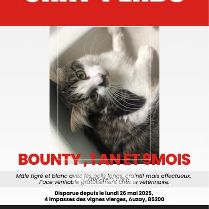 Foto 1/1 Bounty Chat perdido en Auzay