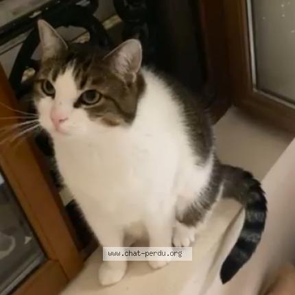 Foto 1/1 Maurice Chat perdido en Neuilly plaisance