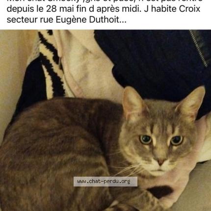 Foto 1/1 Carolune Auchart Chat perdido en Croix