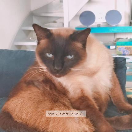 Foto 1/1 Hatuey Chat perdido en Saint vulbas