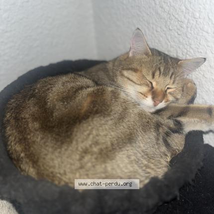 Foto 1/1 Pago Chat perdido en Maringues