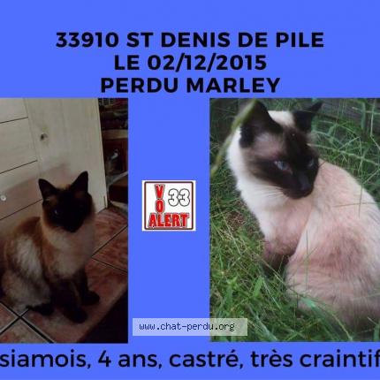 Foto 1/1 Marley Chat perdido en Saint denis de pile