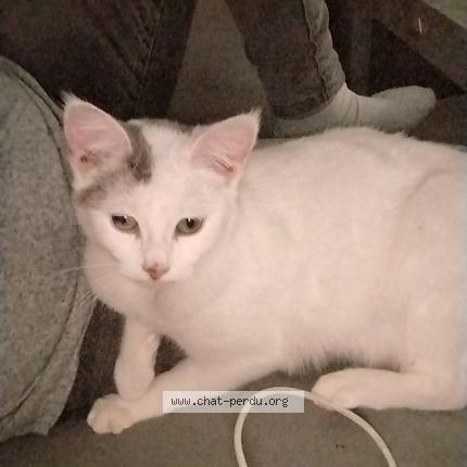 Foto 1/1 Jasmine Chat perdido en Malemort