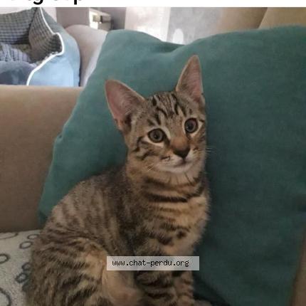 Foto 1/1 Filou Chat perdido en Insming