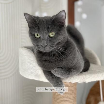 Foto 1/1 Yara Chat perdido en Asnieres la giraud