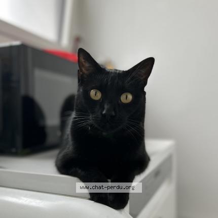 Foto 1/1 Spooky Chat perdido en Tremblay en france