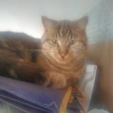 Foto del gato perdido en Gray La Ville