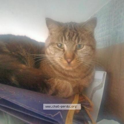 Foto 1/1 Crapouille Chat perdido en Gray la ville