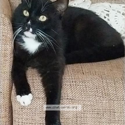 Foto 1/1 ALPHONSE Chat perdido en Toulouse