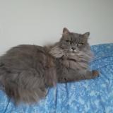 Foto del gato perdido en La Turballe