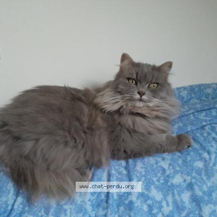 Foto 1/1 Pockie Chat perdido en La turballe