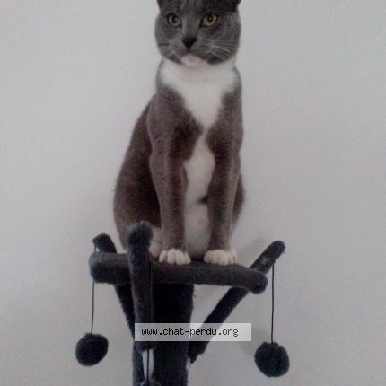 Foto 1/1 TITUS Chat perdido en Zutkerque