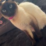 Foto del gato perdido en Ressons L Abbaye