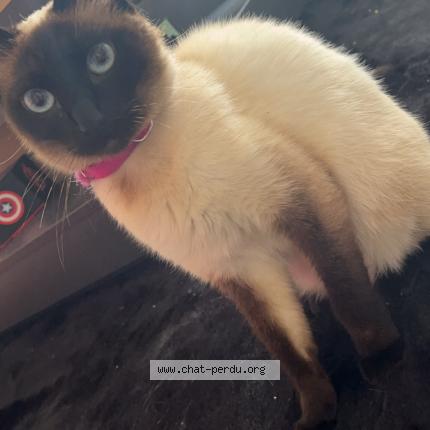 Foto 1/1 Bella Chat perdido en Ressons l abbaye