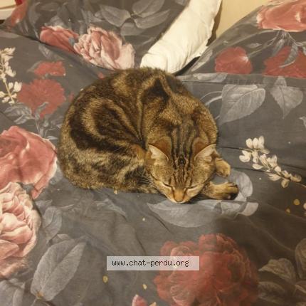 Foto 1/1 Lakshmi Chat perdido en Bruges