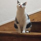 Foto del gato perdido en Thionville