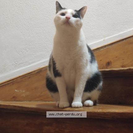 Foto 1/1 Snow Chat perdido en Thionville