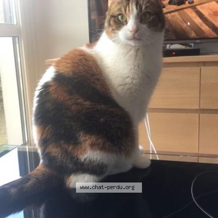 Foto 1/1 Tchoupi Chat perdido en Giberville