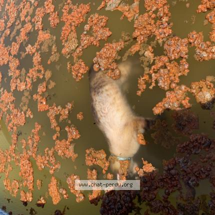 Foto 1/1 Gato encontrado Encontrado en Montigne sur moine