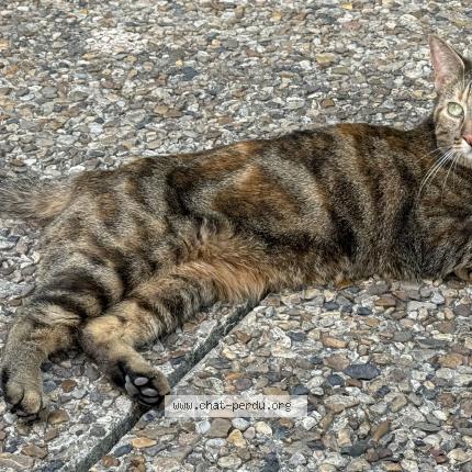 Foto 1/1 Gato encontrado Encontrado en La defense