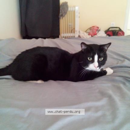 Foto 1/1 Mimi Chat perdido en Castillon la bataille