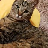 Foto del gato perdido en Douvaine