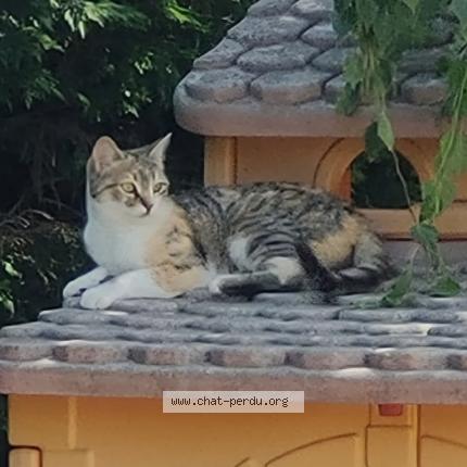 Foto 1/1 Isis Chat perdido en Monteleger