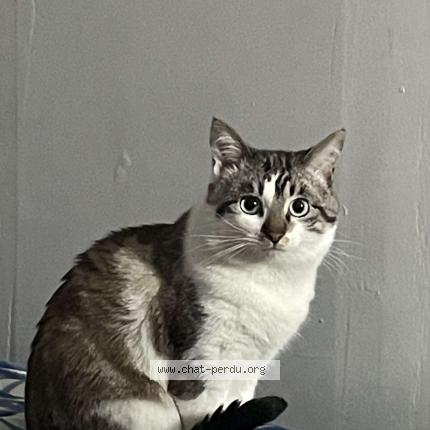 Foto 1/1 Milo Chat perdido en Montgeron