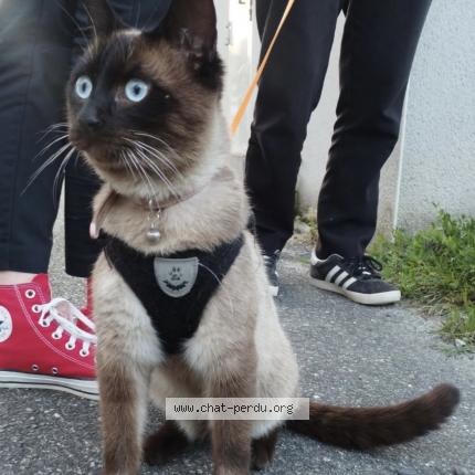 Foto 1/1 Tokyo Chat perdido en Auzeville tolosane
