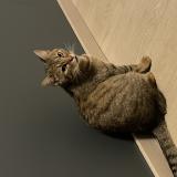 Foto del gato perdido en La Fontenelle Val Couesnon