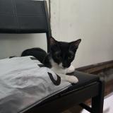 Foto de un gato reunido en Taguig