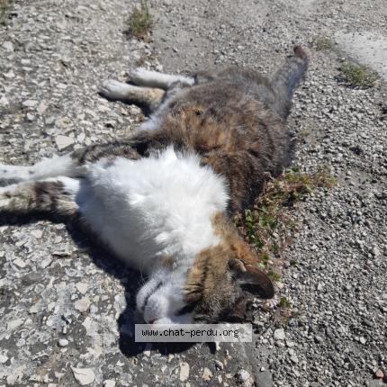 Foto 1/1 Gato encontrado Encontrado en Roquevaire