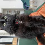 Foto del gato perdido en Nantes