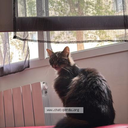 Foto 1/1 Oby wan Chat perdido en Saint thibault des vignes